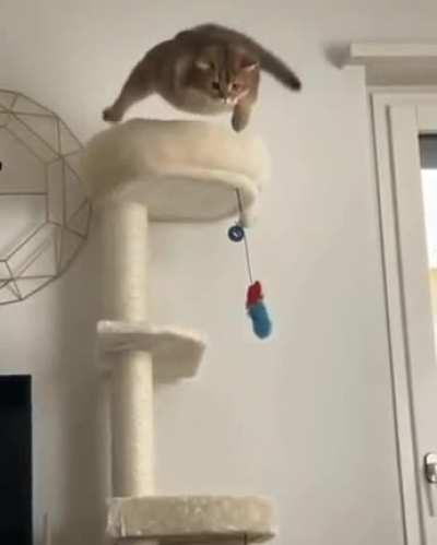CaT aTtEmPtS tO eScApe EvIl ToWeR, DiEs