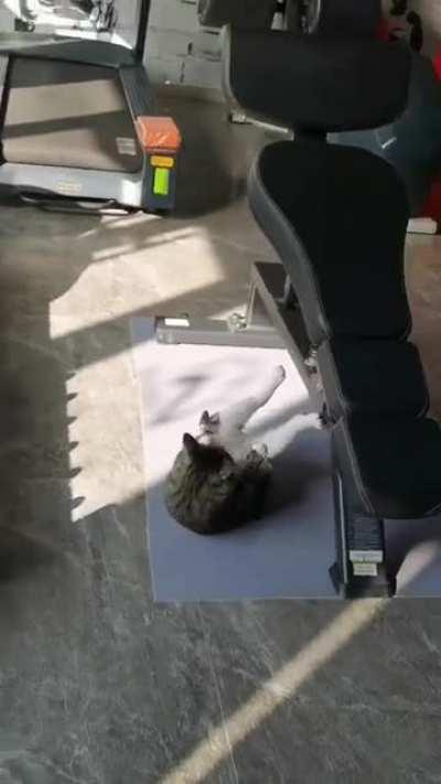 Cat: Shame on u guys human