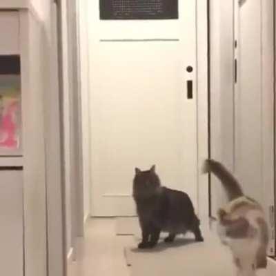 To sneak up on a cat.