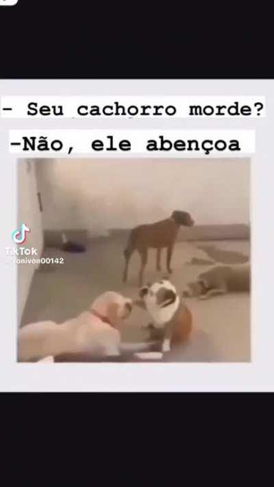 Queria ter um cachorro assim 
