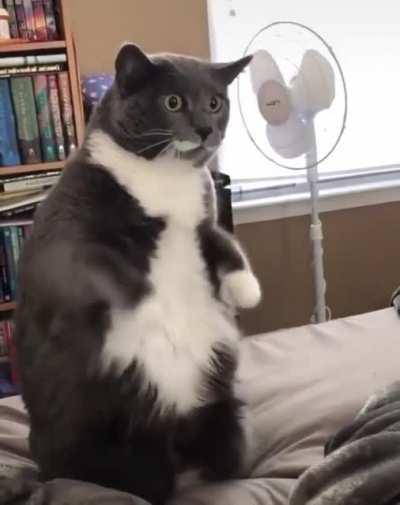 Cat has an inspiration..........