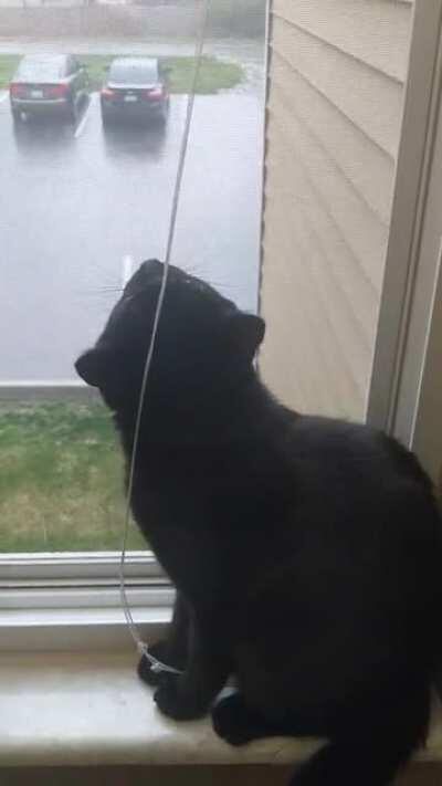 Independence KY and a rain loving cat