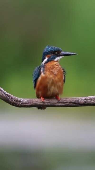 Male KingFisher preening
