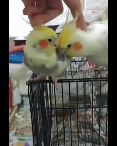 When scritching the tiel goes wrong...