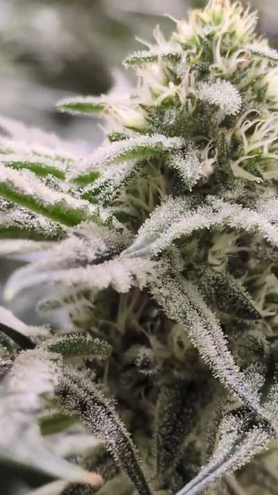 Blunt Kush performing at day 29