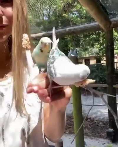 budgies