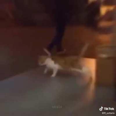 Gato deslizando foda-se