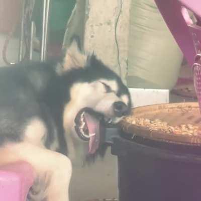 Comfy doggo can sleep anywhere