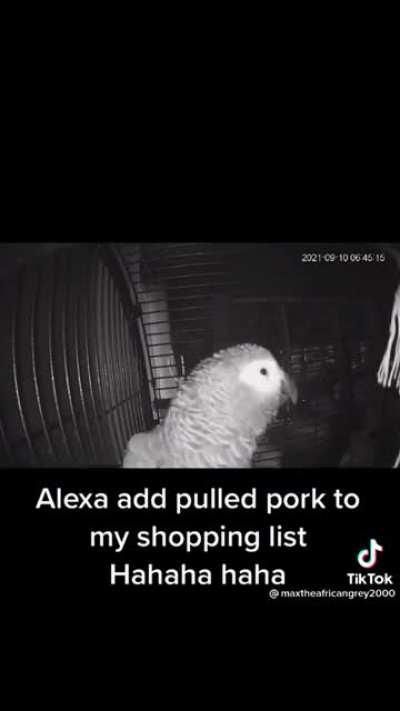 Imagine if you will the most creative, energetic, and affectionate kitten or puppy you've ever experienced. Then add wings.