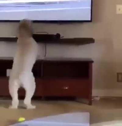 When your dog has bet a lot of money on the horse race