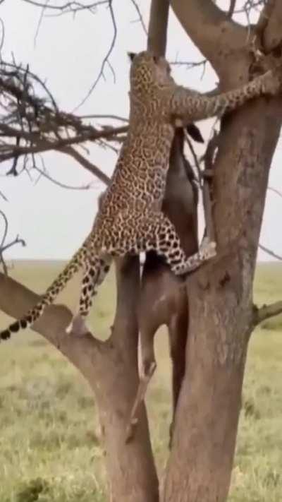 🔥 Insane power of a Leopard 🔥