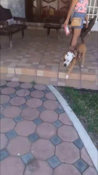 need a comp of these videos