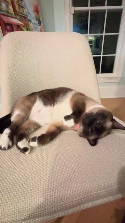 Sixteen seconds of gentle air biscuits, purring and an annoying human breathing behind the camera.