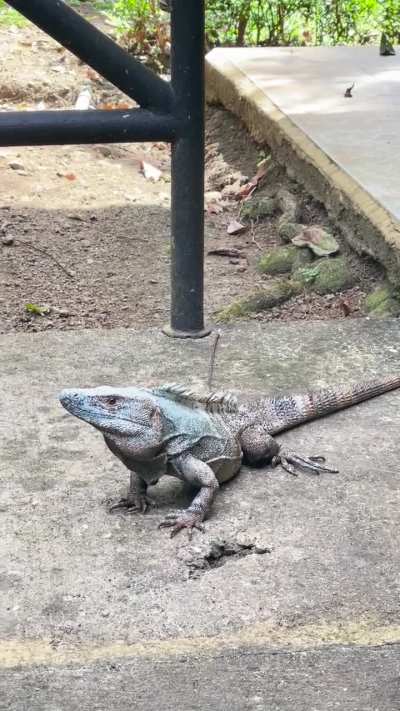 Cool Dude In Costa Rica.