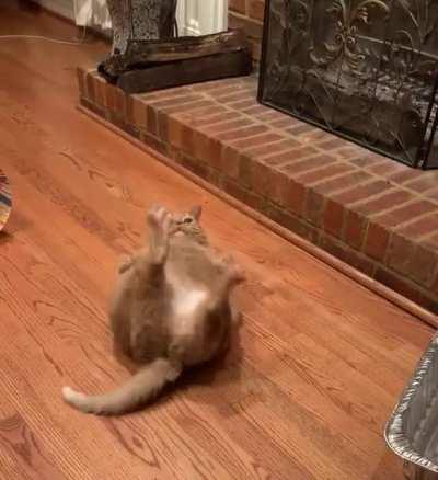 Gracie is too chonky