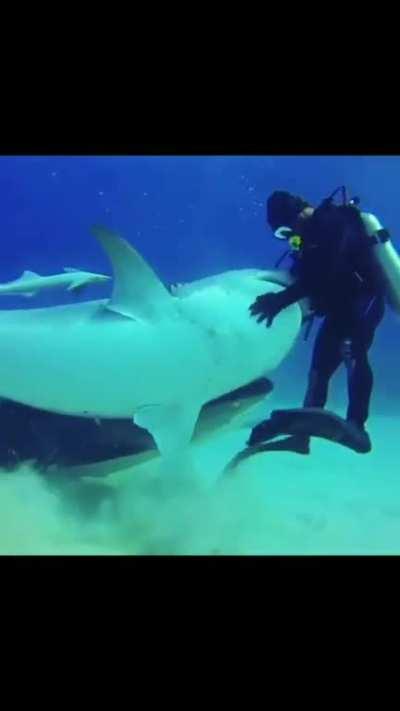 Tussling with a couple of tiger sharks