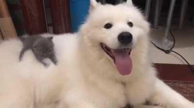 My hooman is posting videos of my spa time on the vibration machine. I is smol and did not givez pawmission for this. What are my awwwptions?