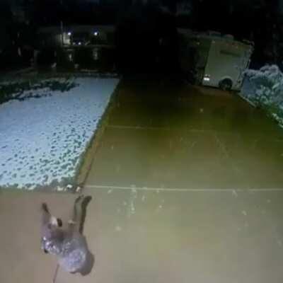 Little fella’s trying to catch the snow!