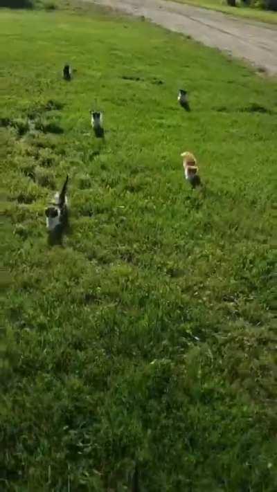 Prison Break! We need all reinforcements to catch all these kittens