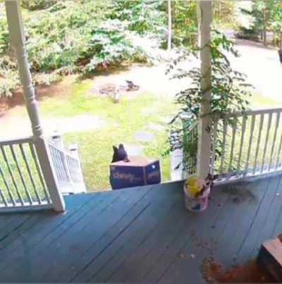 Porch Pirate 🐻