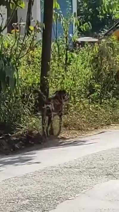 Not OC just a video that i thought was fun