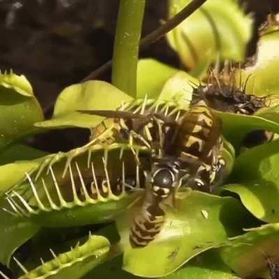 Venus Flytrap vs. Yellow Jackets