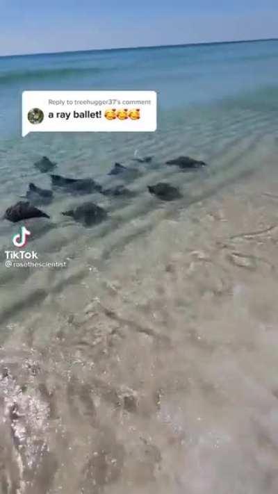 Синхронные скаты