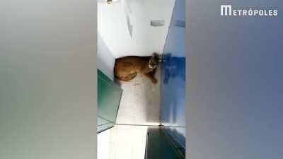 Aluno acha Onça-parda (puma) em vestiário de escola de Minas Gerais