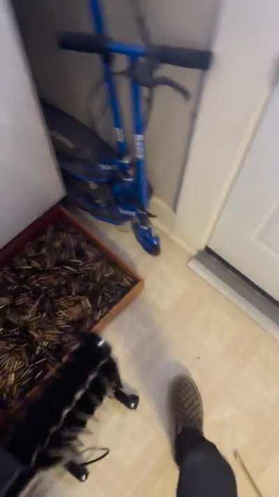 Dirt 🅱️ops and 🅱️otgun 🅱️oints