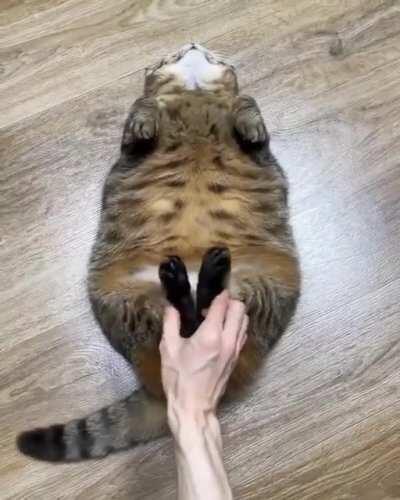 Smol and Chonk