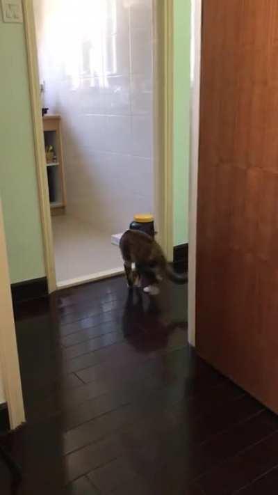 My cat people need me