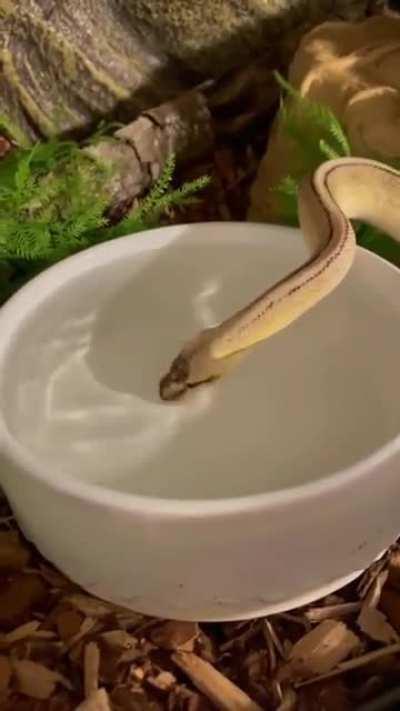 Lucifer figured out how to blow bubbles today