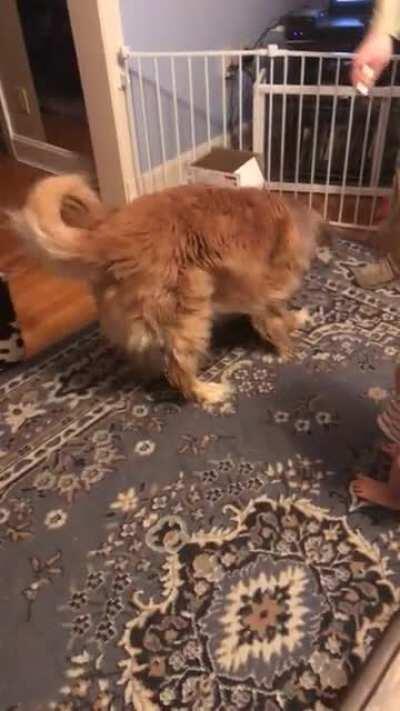 Who doesn’t love a doofy Golden with a laser pointer?