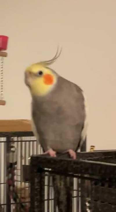 Birbs got good taste