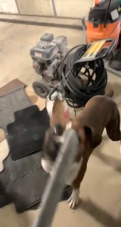 Shop dogs are a different breed