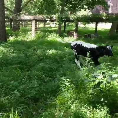 Flower enjoying his new found freedom at Gratitude Gate Farm Sanctuary