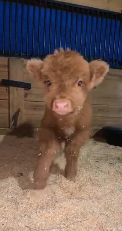 Take a Break from Ezreal and Look at this Cute Newborn Pony Instead