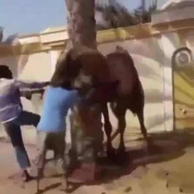 I’m not a camel sir