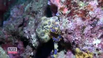 Women Unwittingly Take Photos Holding Deadly Octopus