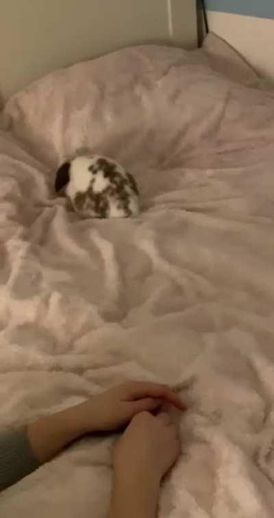 Bed binkies before flopping ❤️