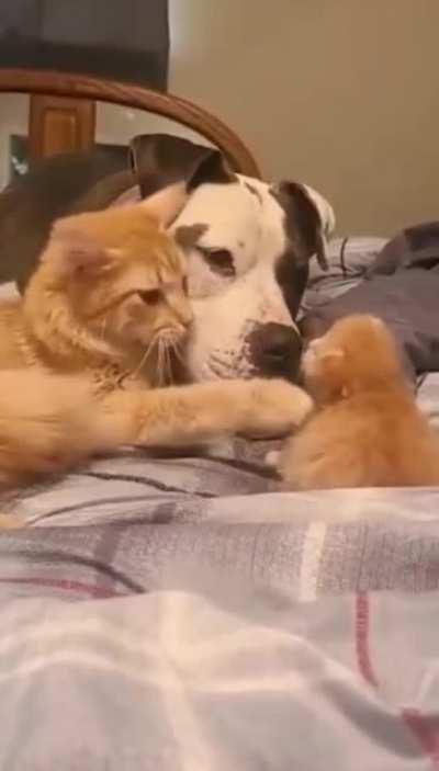 Cat mom introducing her few weeks old kitten to her dog friend.