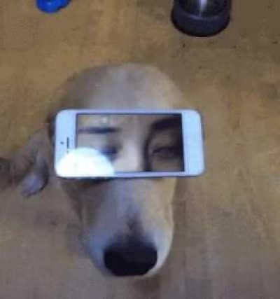 Blursed dog