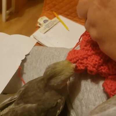 Paco playing with my mom's yarn🧶