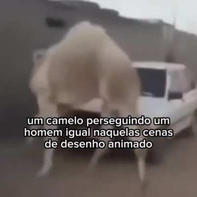 animais legais