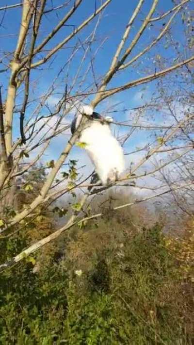 Despite losing his tail, my rescue kitty is derping around with great success