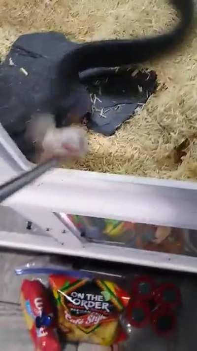 How to feed your Dragon (Eastern Indigo)