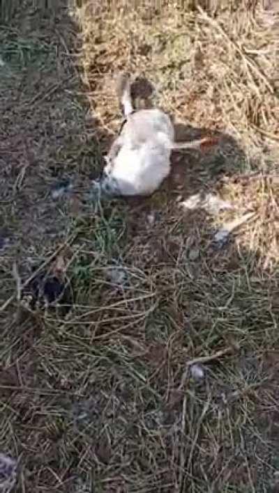 The geese ate fermented cherries