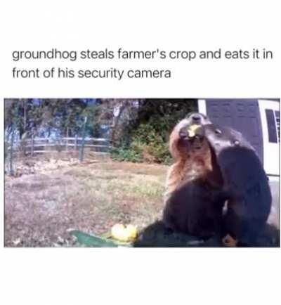 Farmer blessed with Chadhog on premises