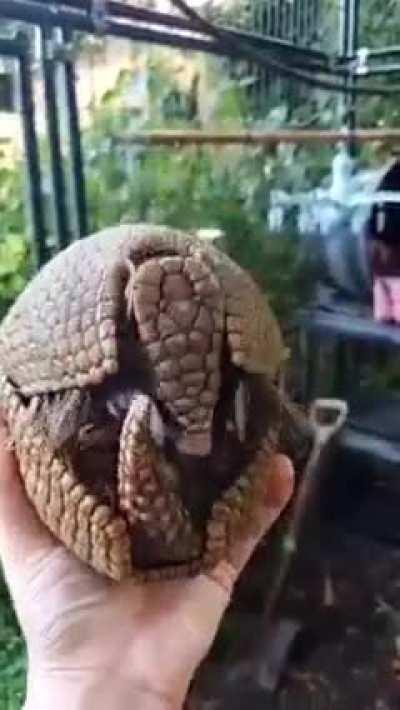 what do you call that animal