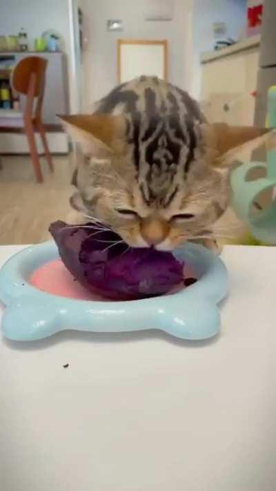 Cat loves ube